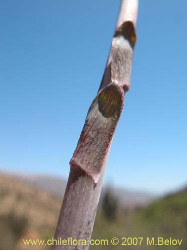 Alstroemeria violaceaの写真