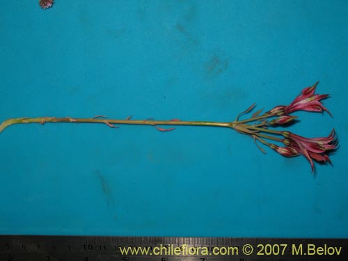 Imágen de Alstroemeria hookeri ssp. recumbens (). Haga un clic para aumentar parte de imágen.