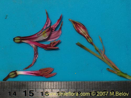 Imágen de Alstroemeria hookeri ssp. recumbens (). Haga un clic para aumentar parte de imágen.
