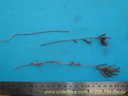 Image of Clarkia tenella (Sangre de toro / Inutil / Huasita). Click to enlarge parts of image.