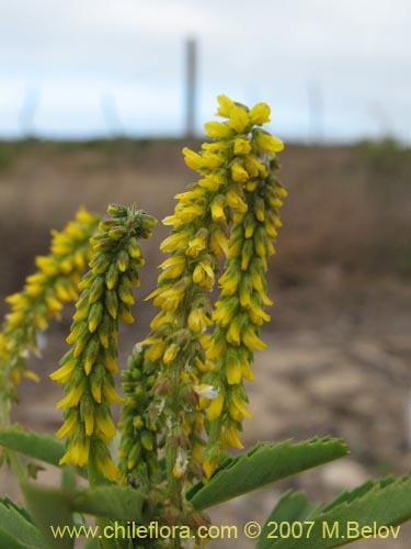 Image of Melilotus officinalis (). Click to enlarge parts of image.