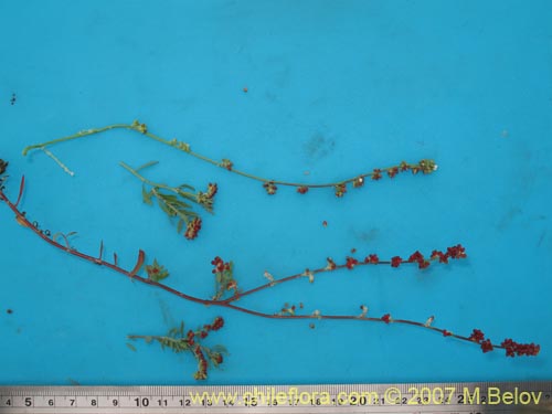 Image of Unidentified Plant sp. #2170 (). Click to enlarge parts of image.