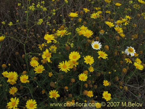 Chrysanthemum coronarium的照片