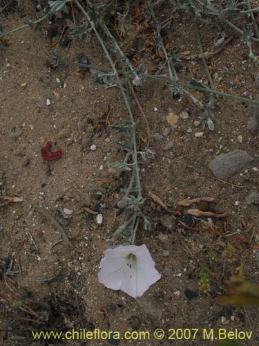 Image of Convolvulus sp. #1018 (). Click to enlarge parts of image.