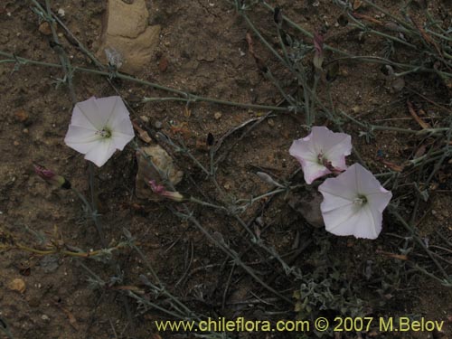 Image of Convolvulus sp. #1018 (). Click to enlarge parts of image.