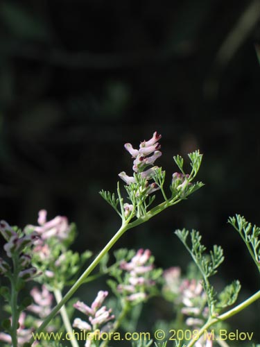 Imágen de Fumaria parviflora (Hierba de la culebra / Hierba del lagarto). Haga un clic para aumentar parte de imágen.