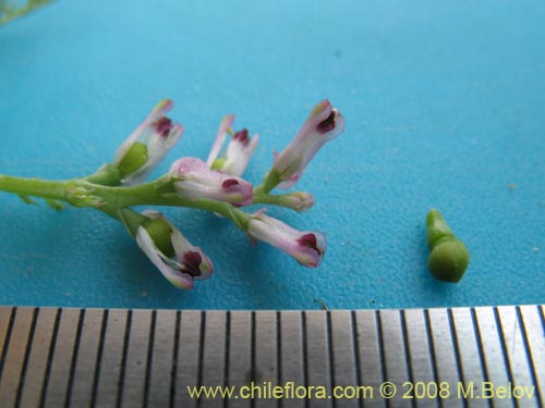 Image of Fumaria parviflora (Hierba de la culebra / Hierba del lagarto). Click to enlarge parts of image.