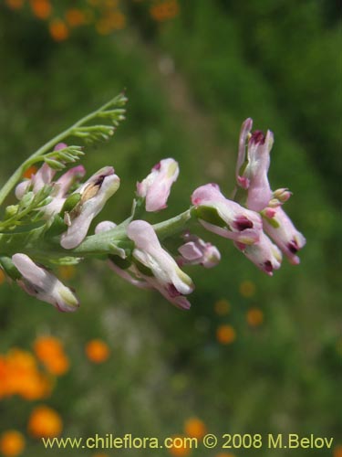 Image of Fumaria parviflora (Hierba de la culebra / Hierba del lagarto). Click to enlarge parts of image.