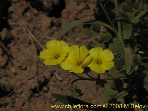 Image of Oxalis sp. #1442 (). Click to enlarge parts of image.
