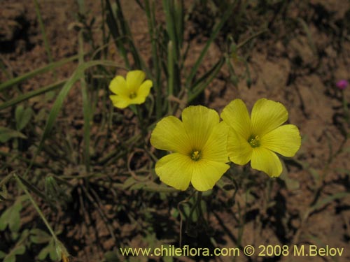 Image of Oxalis sp. #1442 (). Click to enlarge parts of image.