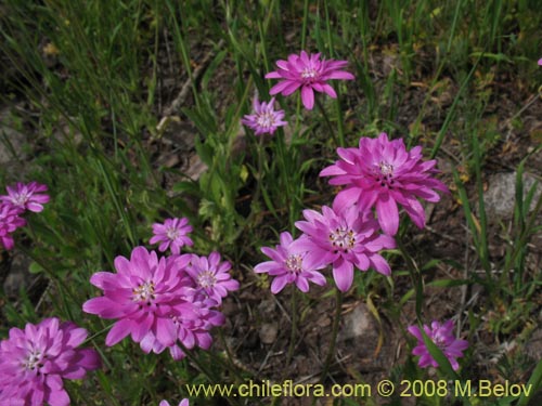 Leucheria glandulosaの写真