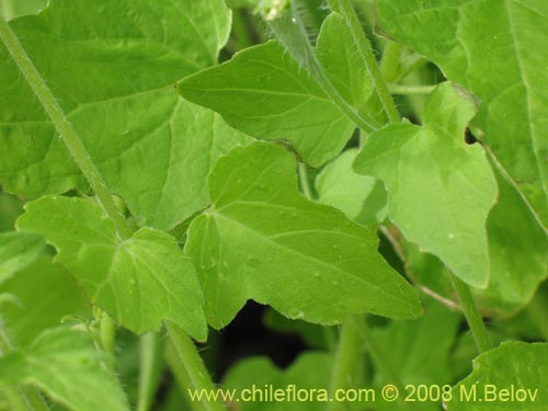 Image of Loasa triloba (Ortiga caballuna). Click to enlarge parts of image.