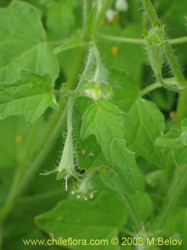 Фотография Loasa triloba (Ortiga caballuna). Щелкните, чтобы увеличить вырез.