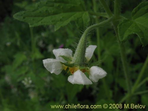 Image of Loasa triloba (Ortiga caballuna). Click to enlarge parts of image.