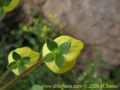Calceolaria glandulosa的照片