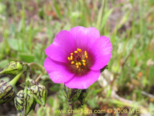Image of Cistanthe sp. #1181 (). Click to enlarge parts of image.