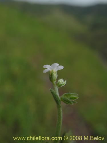 Pectocarya linearisの写真