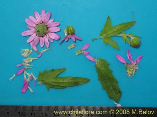 Фотография Leucheria glandulosa (). Щелкните, чтобы увеличить вырез.