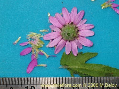 Leucheria glandulosa의 사진