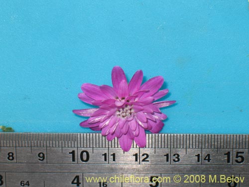 Фотография Leucheria glandulosa (). Щелкните, чтобы увеличить вырез.