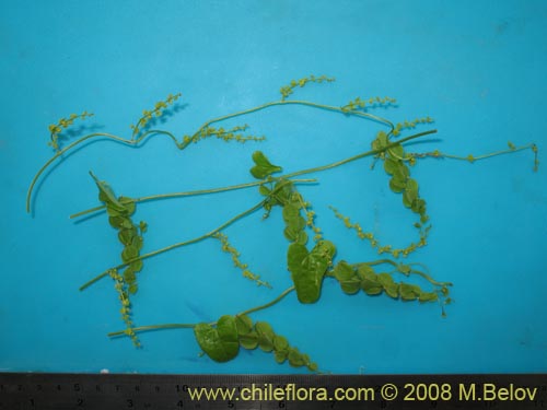 Dioscorea parviflora的照片
