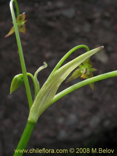 Gilliesia gramineaの写真
