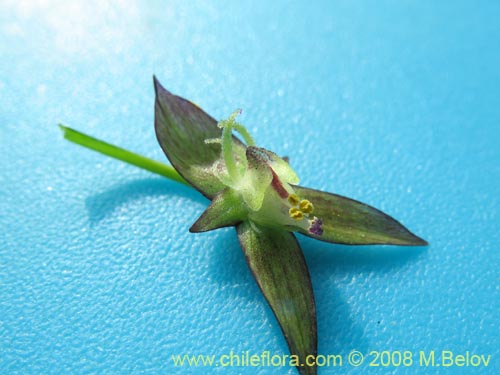 Gilliesia graminea의 사진