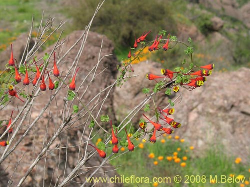 Imágen de Tropaeolum tricolor (Soldadito rojo / Relicario). Haga un clic para aumentar parte de imágen.