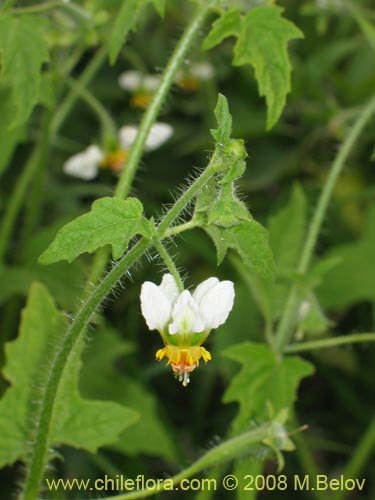 Фотография Loasa triloba (Ortiga caballuna). Щелкните, чтобы увеличить вырез.