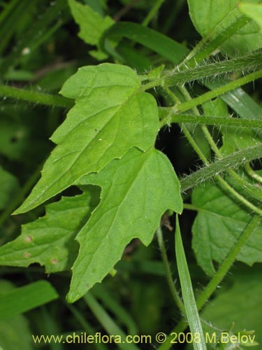 Фотография Loasa triloba (Ortiga caballuna). Щелкните, чтобы увеличить вырез.