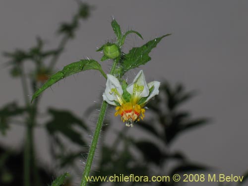 Image of Loasa triloba (Ortiga caballuna). Click to enlarge parts of image.