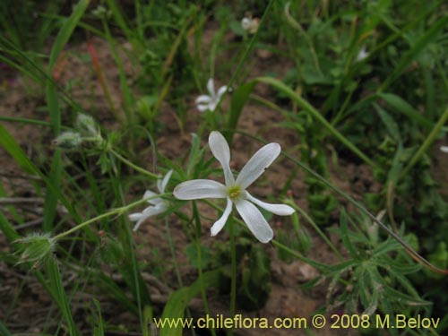Tecophilaea violiflora的照片