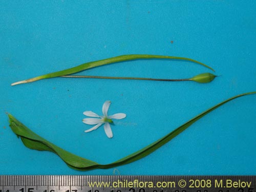 Tecophilaea violiflora的照片