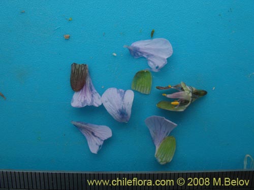 Imágen de Tropaeolum hookerianum ssp. austropurpureum (Soldadito / Pajarito / Relicario). Haga un clic para aumentar parte de imágen.