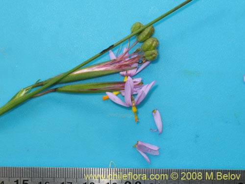 Sisyrinchium scirpoideum var. scirpoideumの写真