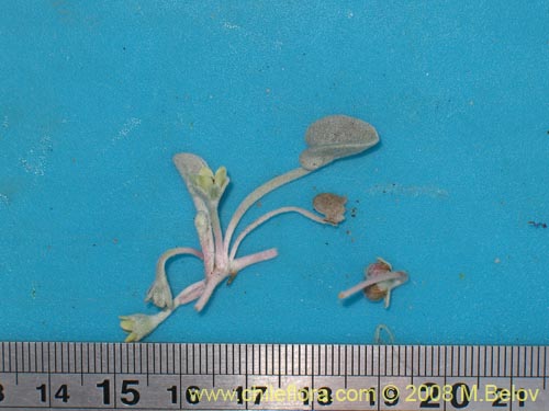 Image of Dichondra sp.   #1163 (). Click to enlarge parts of image.