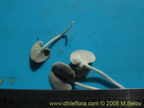 Image of Dichondra sp. #1163 (). Click to enlarge parts of image.