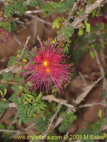 Фотография Calliandra chilensis (Espino rojo). Щелкните, чтобы увеличить вырез.