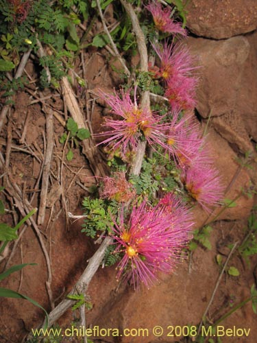 Фотография Calliandra chilensis (Espino rojo). Щелкните, чтобы увеличить вырез.