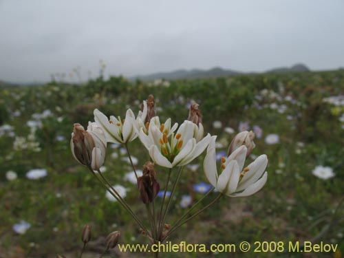 Zoellnerallium serenenseの写真