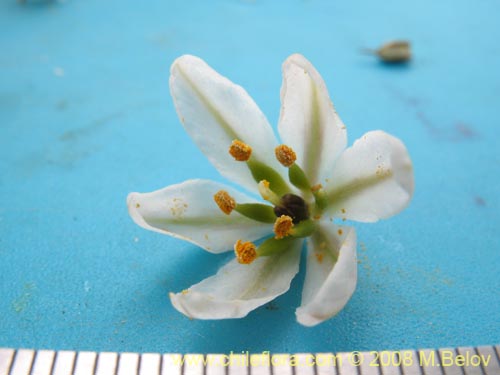 Фотография Zoellnerallium serenense (). Щелкните, чтобы увеличить вырез.