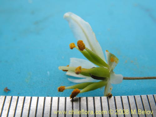 Image of Zoellnerallium serenense (). Click to enlarge parts of image.