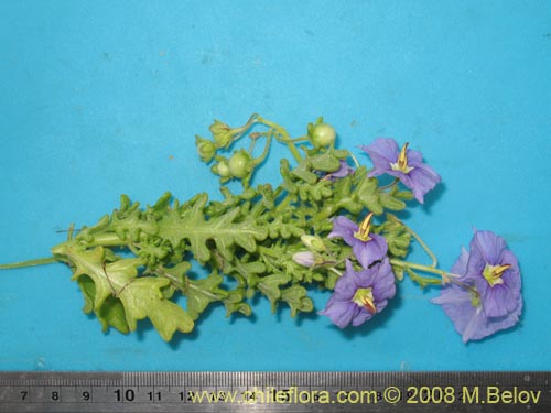 Image of Solanum heterantherum (). Click to enlarge parts of image.