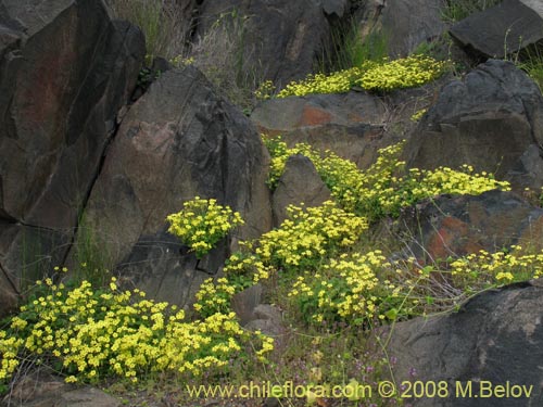 Image of Oxalis sp. #1187 (). Click to enlarge parts of image.