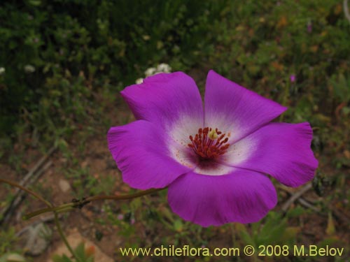 Image of Cistanthe sp. #1189 (). Click to enlarge parts of image.