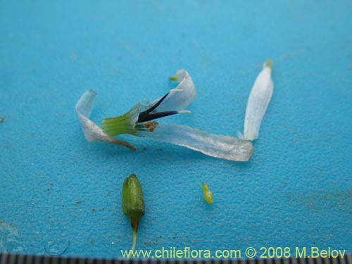 Tecophilaea violifloraの写真