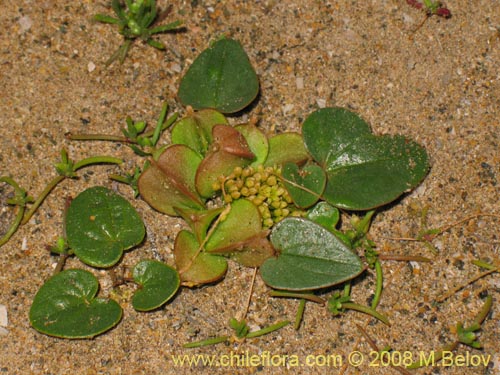 Dioscorea fastigiata的照片