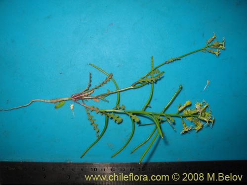 Image of Schizopetalon sp.   #1213 (). Click to enlarge parts of image.