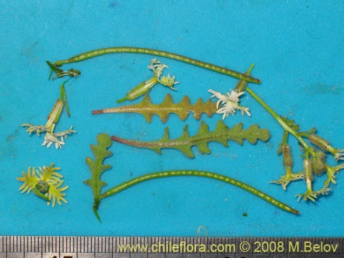 Image of Schizopetalon sp.   #1213 (). Click to enlarge parts of image.
