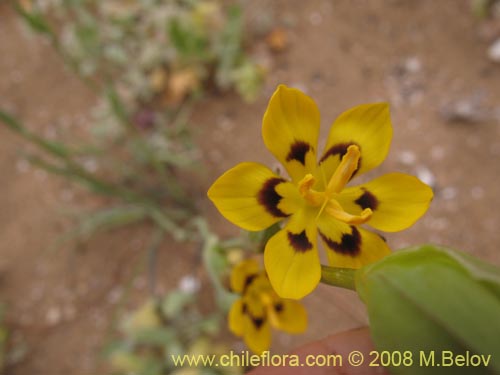 Bild von Sisyrinchium graminifolium (). Klicken Sie, um den Ausschnitt zu vergrössern.